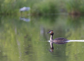 Great Crested Grebe