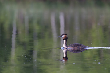 Great Crested Grebe
