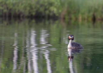 Great Crested Grebe