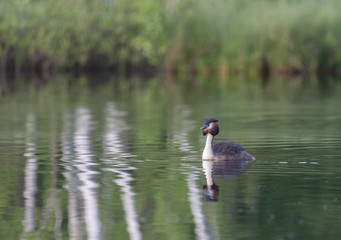 Great Crested Grebe