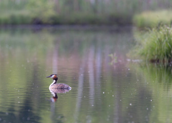 Great Crested Grebe