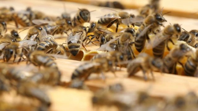 Gorgeous macro shot of busy bees in a beehive, when they are  seeking something and crawling on a wooden surface in summer. They look unusual and busy in this eternal honey making work