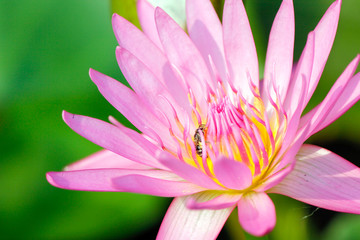 closeup water lily and little bee inside