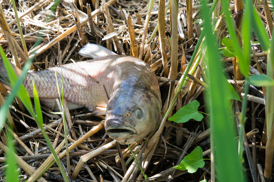 Toter Fisch im Schilf