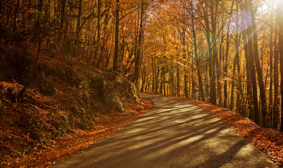 Obraz premium Autumn