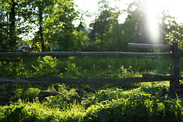 Fototapeta premium Landscape with a forest lake.