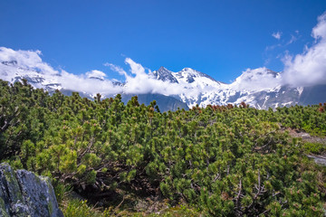 Alpen mit Bergkiefer im Vordergrund