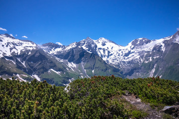 Fototapeta premium Alpen mit Bergkiefer im Vordergrund