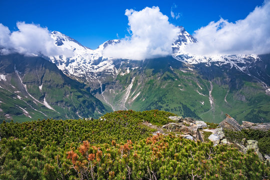 Alpen mit Bergkiefer im Vordergrund