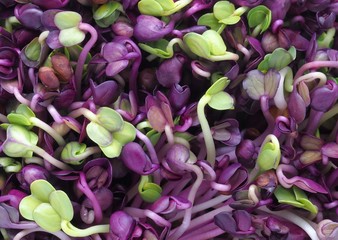 Red Radish Sprouts Salad