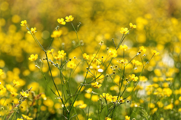 Yellow flowers on field in the morning. Blossoming of yellow colors. Wild flowers. Selective focus