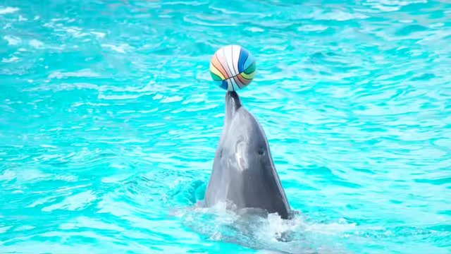 dolphin and ball in the water