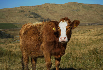 Scottish Cow