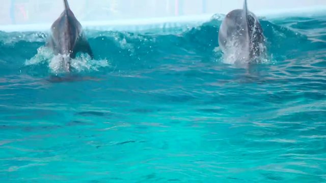 Bottlenose dolphins swim and jump