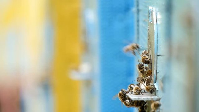 Marvelous macro shot of laborious bees entering the hive hole and bringing honey to their honeycombs. They look busy, funny and shaggy, in a sunny day in summer