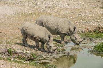 Naklejka premium Zwei Nashörner am Wasserloch