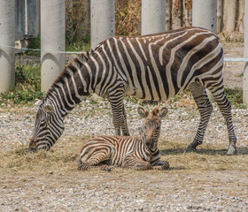 Fototapeta na wymiar Zebra mit Fohlen