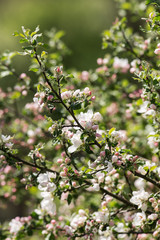 apple tree on a spring day