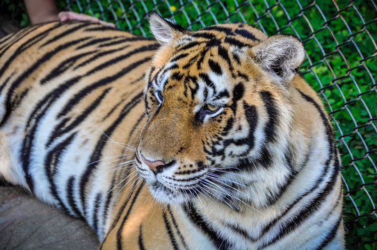Tiger portrait in Tiger Kingdom, Thailand