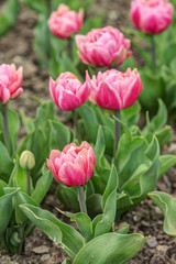 Beautiful pink tulips
