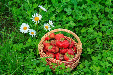 Full basket with fresh picked red ripe strawberries