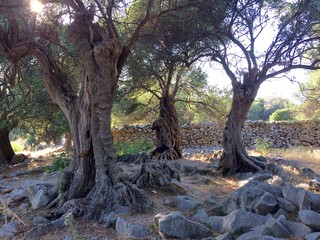 Fototapeta na wymiar Über tausendjährige Olivenbäume in Kroatien