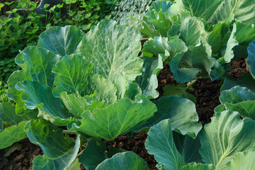 Watering fresh green cabbage vegetable in garden