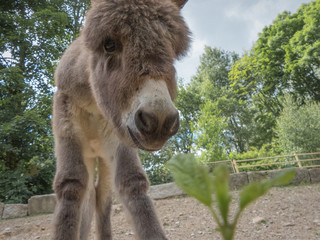 Obraz premium cute donkey