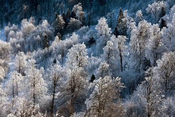 Frozen Forest