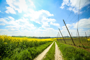 A pathway leading through the yellow flowering rapeseed and hop fields in spring in Bavaria, Germany. 