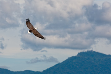 Eagle Over Mountain
