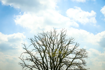 A view of a treetop under cloudscape.