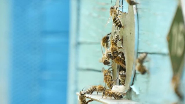 Fabulous macro shot of laborious bees entering the hive hole and bringing honey to their honeycombs. They look busy, funny and shaggy, in a sunny day in summer
