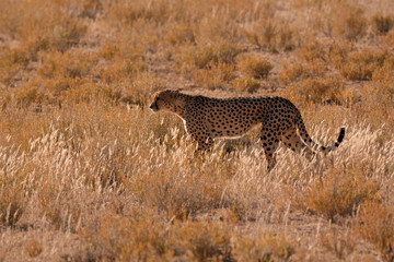Male Cheetah moving through the desert scrub in search of prey