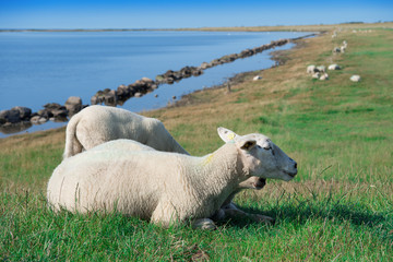 Schafe auf Fehmarn Ostsee Insle