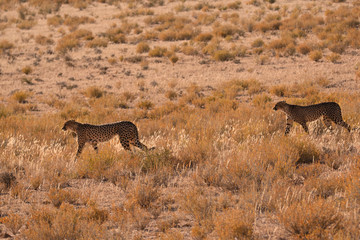 Male Cheetah duo walking along the dry desert riverbed 