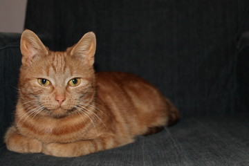 Beautiful red cat posing fot the camera