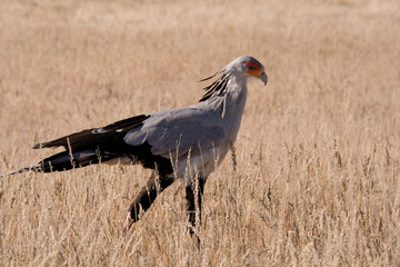 Secretary Bird patrolling the riverbed for food 