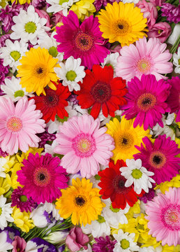 Flower background with white, yellow and pink flowers