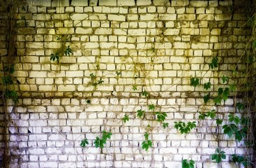 Brick wall with overgrown ivy