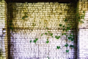 Brick wall with overgrown ivy