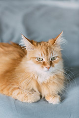 ginger cat portrait at home