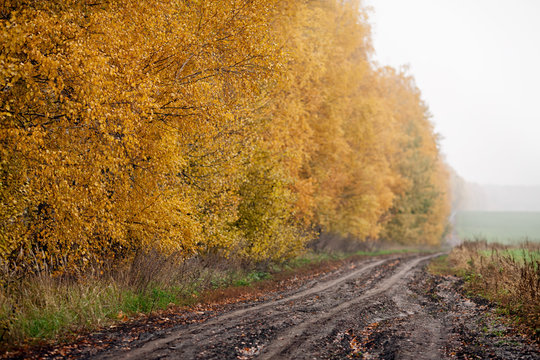 Golden Fall Season