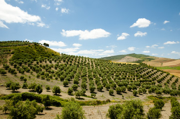 Fototapeta na wymiar Olive Groves - Malaga - Spain