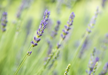 Fototapeta premium Wild Lavender Close-Up