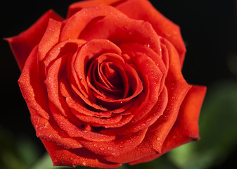 Flower of a red rose on a dark background
