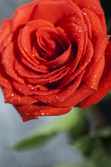 Flower of a red rose on a dark background