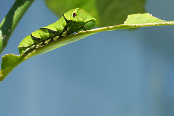 アゲハチョウの幼虫