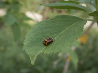 bug on a leaf in the grass