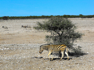Obraz na płótnie Canvas Zebras at Etosha, Namibia